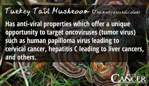 medicinal mushrooms for cancer treatment